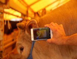 Türkiye’de bir ilk, Kurbanlıklar cepte