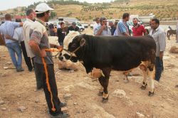 Midyat’ta kurbanlıklar alıcılarını bekliyor