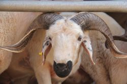 Şanlıurfa’da kurbanlıklar pazara indi