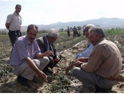 Yağışlar Tarlaları Vurdu Çiftçiler Perişan