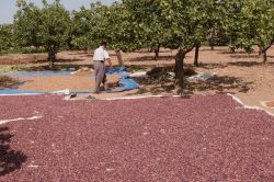 Fıstık mahsulü geçen yıllara göre 3 kat arttı