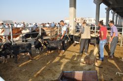 Olaylar kurbanlık piyasasını da etkiledi