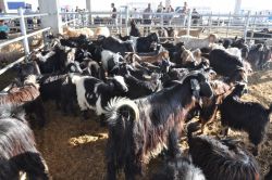 “Allah'a adanan kurbanlıklar sağlıklı olmalıdır”