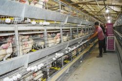 Bölgedeki yatırımcıların tedirginliği artıyor