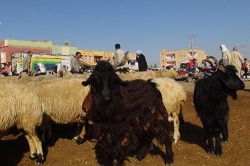 Ceylanpınar kurbanlık pazarında hareketlilik arttı