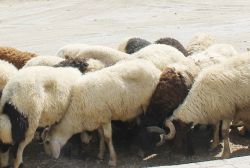 TRC-3’ün hayvansal üretim istatistikleri açıklandı