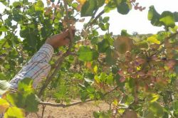 Siirt’te fıstık hasadı başladı