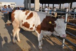 Kurban satışı ve yerlerine uymayanlara ceza