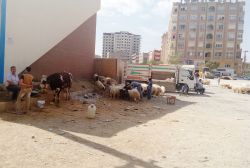 Mardin’de kurbanlıklar görücüye çıktı