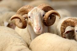 “Kurban teslimiyetin sembolüdür”