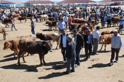Kurbanlıklar otomobil fiyatlarıyla yarışıyor