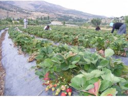 Çilek Üreticileri Devlet Desteği İstiyor