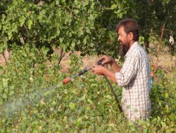 Çatışmalar fıstık yetiştiricilerini endişelendiriyor