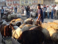 Hayvan pazarları bayramın ilk gününde de kuruldu
