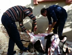 Siverek'te ilk Kurbanlar kesildi