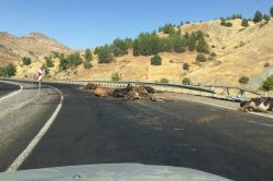 TIR dorsesinin devrildiği kazada çok sayıda hayvan telef oldu