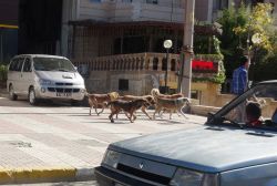 Başıboş köpekler tehlike saçıyor