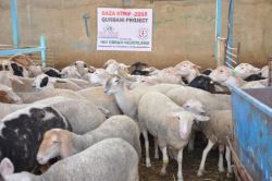 IHO Ebrar, Gazze'de 'Kurban Programı'nı gerçekleştirdi