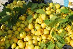 Bitlis’te yerli armut bereketi yaşanıyor