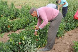 "Alacağın sebzeyi tarlada kendin topla"