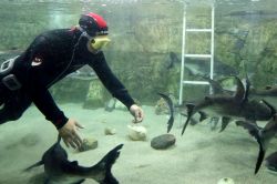 Gaziantep Hayvanat bahçesindeki balıklara özel diyet hazırlanıyor
