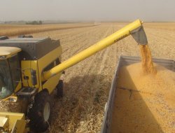 Çınar’da mısır hasadına başlandı-video-foto