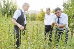 Batmanlı çiftçiler ‘Susam’a yönelecek