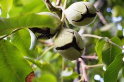 Bitlis’te ceviz hasadına başlandı