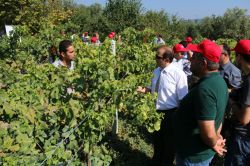 ‘İznik üzümünün kalitesi biyoteknik mücadele ile artacak’