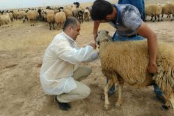 Viranşehir’de ‘yavru atma’ hastalığına karşı harekete geçildi