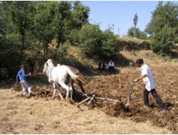 Tarlaları Hala Katırla Sürüyorlar