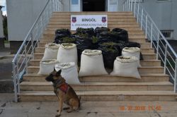 Bingöl’de 241 kilogram esrar ele geçirildi