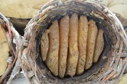 Bitlis’te Karakovan bal hasadına başlandı