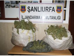 Şanlıurfa'da Esrar Operasyonu