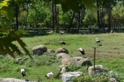 Leylekler Bursa’yı mesken tuttu