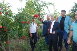 Adıyaman'da bereketli nar hasadı