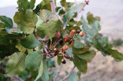 İhmalkârlık 50 dönümlük fıstık bahçesini ziyan etti