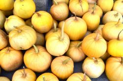 Kış kabakları tezgahlardaki yerini aldı