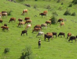 Bitlis’te çalınan hayvanlar Muş’ta bulundu