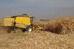 Ceylanpınarlı çiftçiler mısır hasadına başladı