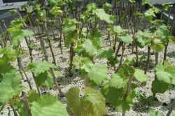 Batman Üniversitesi’nde bağ tesisi için fidanlar hazır