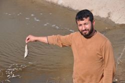 Batman’da sulama kanalındaki balıklar telef oldu