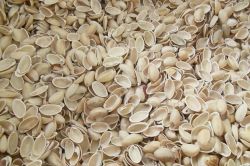 Fıstığın kabuğu da yakacak olarak kullanılıyor