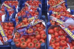 Domates fiyatları yükseldi