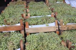 Esnaf üzümü neredeyse zararına satıyor