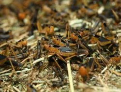 Karacadağ'da Çekirge İstilası (Video)