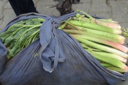 Doğu ve Güneydoğu'da yetişen kanser ilacı: Uçkun