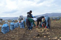 Ahlatlı patates üreticileri dertli