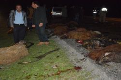 Zırhlı araç sürüye daldı 25 koyun telef oldu