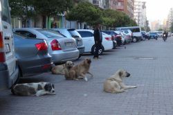 Elazığ’da korkutan yangın